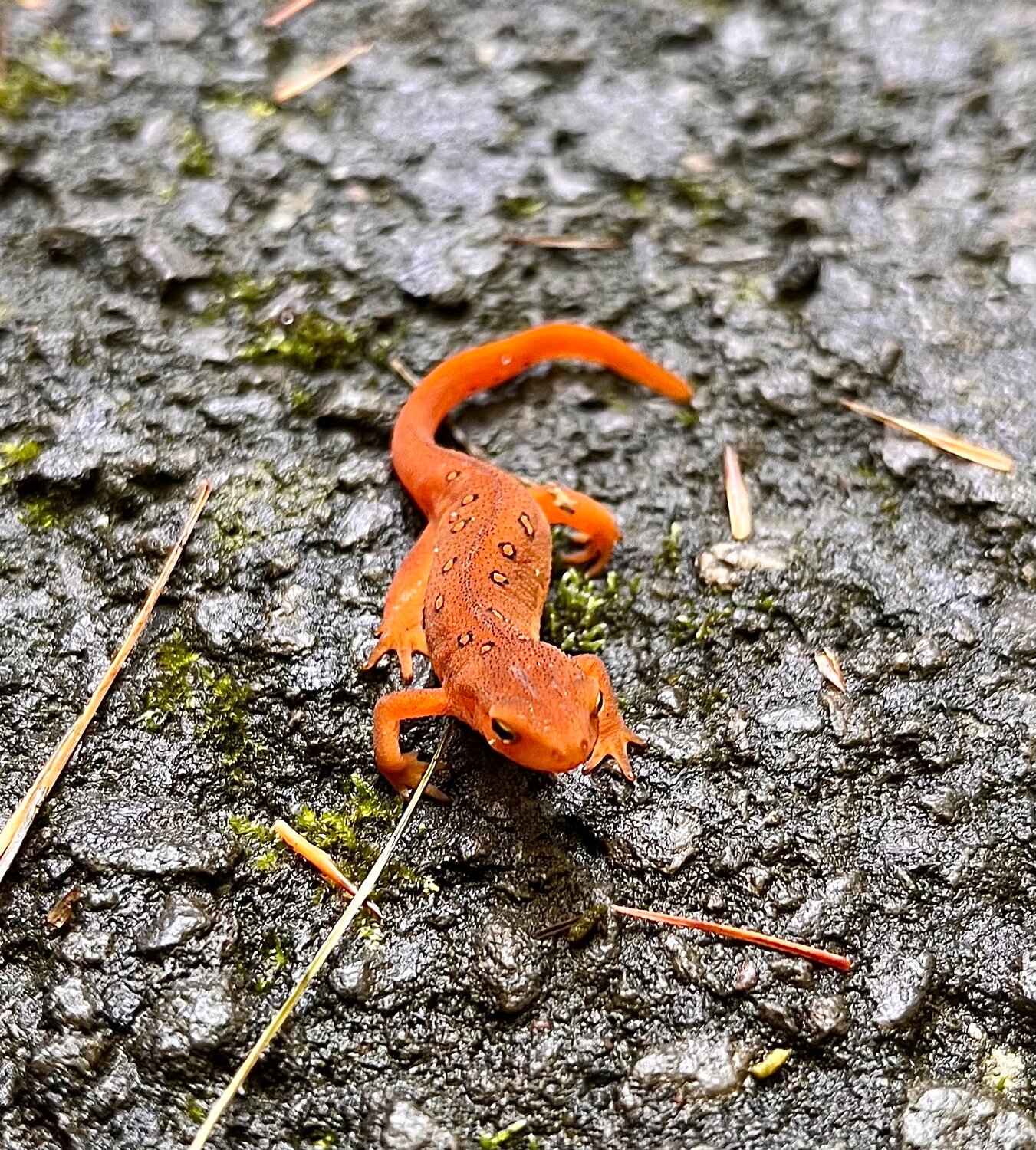 I’ve been drawn to red efts since childhood because they’re adorable (IMHO) but I never knew much about them.